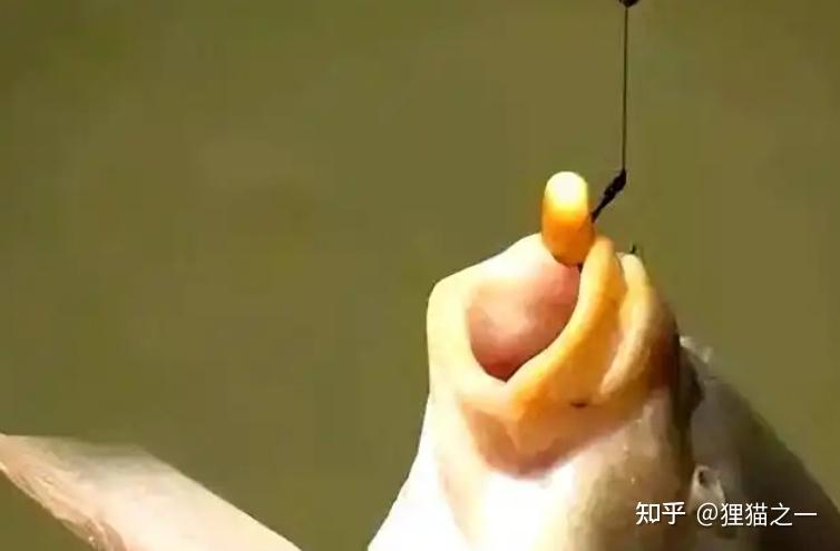 Cá chưa bao giờ lên bờ, làm sao chúng biết hạt ngô có thể ăn được? - Ảnh 2.