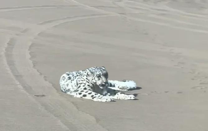 Báo tuyết bất ngờ xuất hiện giữa sa mạc Kumtag khiến du khách sửng sốt và đặt ra nhiều giả thuyết khoa học - Ảnh 5.