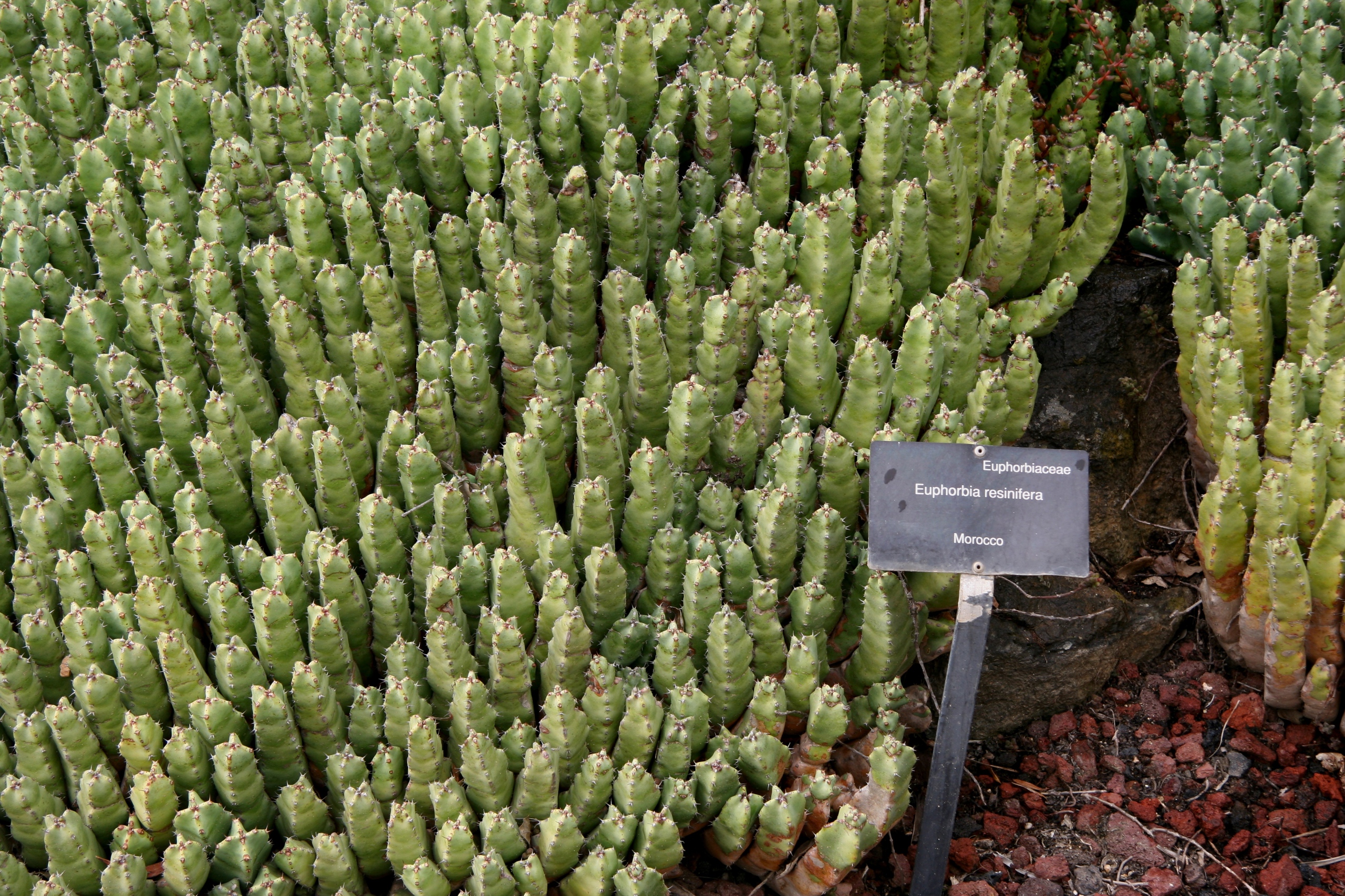 Chất cay mạnh nhất thế giới không đến từ ớt mà từ một loài cây đầy nhựa, với mức độ cay có thể gây sốc vượt xa mọi giới hạn của con người - Ảnh 4.