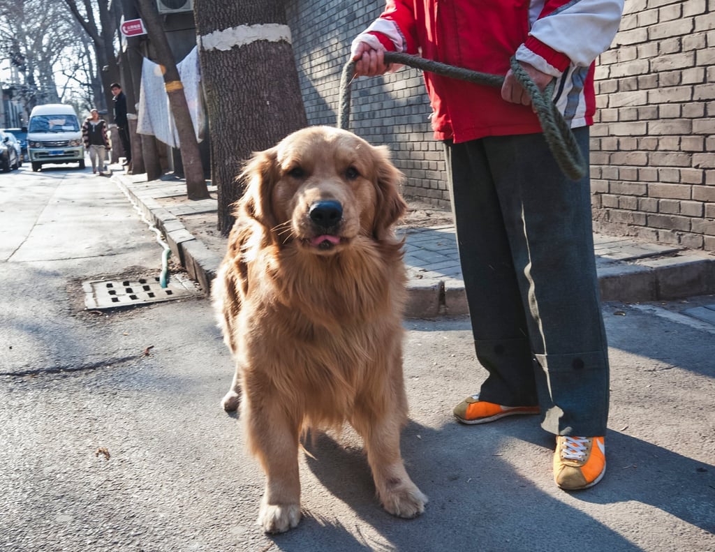 Người đàn ông Trung Quốc biến thú cưng thành “động cơ sống”, cảnh tượng trên đường khiến mạng xã hội phẫn nộ- Ảnh 2.