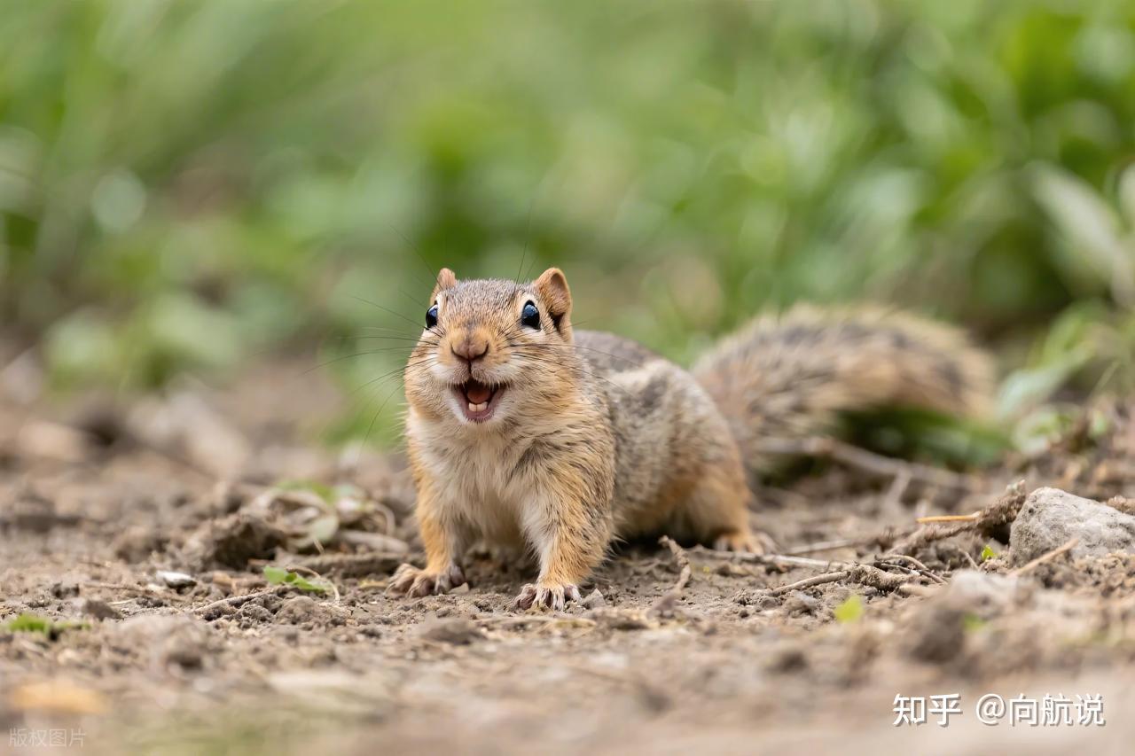 Vì sao hy sinh lại giúp chiến thắng trong tiến hóa khi gen ích kỷ vẫn âm thầm chi phối mọi hành vi sống còn - Ảnh 1.