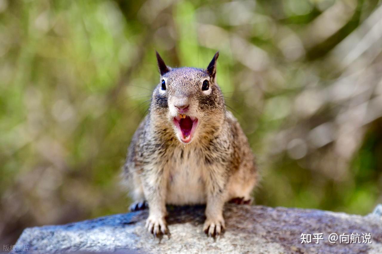Vì sao hy sinh lại giúp chiến thắng trong tiến hóa khi gen ích kỷ vẫn âm thầm chi phối mọi hành vi sống còn - Ảnh 3.
