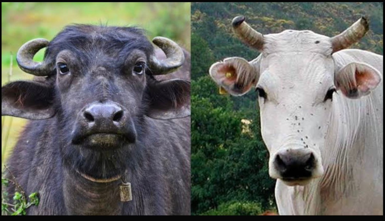 Vì sao trâu và bò có ngoại hình rất giống nhau nhưng gần như không thể lai tạo với nhau? - Ảnh 1.