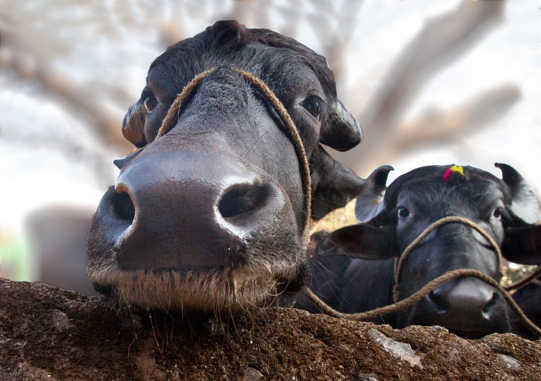 Vì sao trâu và bò có ngoại hình rất giống nhau nhưng gần như không thể lai tạo với nhau? - Ảnh 3.