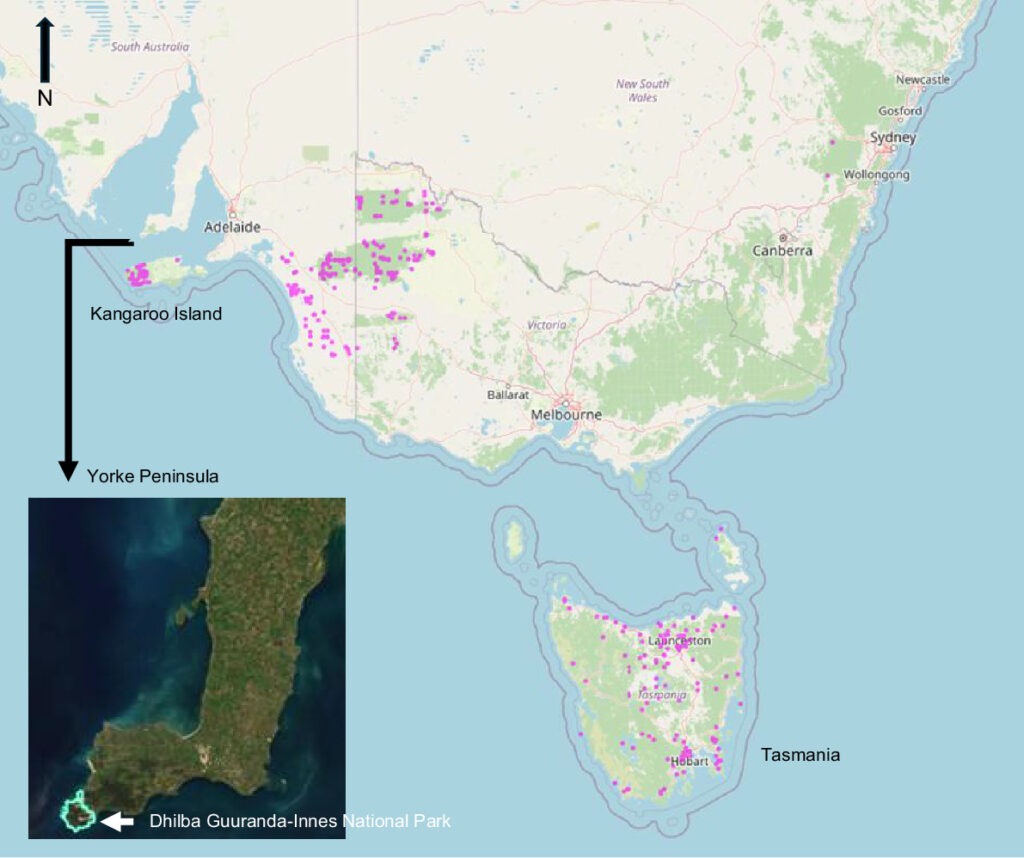Phát hiện chấn động về loài thú có túi tí hon nhất thế giới: Sự tái xuất đầy bất ngờ sau hai thập kỷ ẩn mình tại Nam Úc - Ảnh 2.