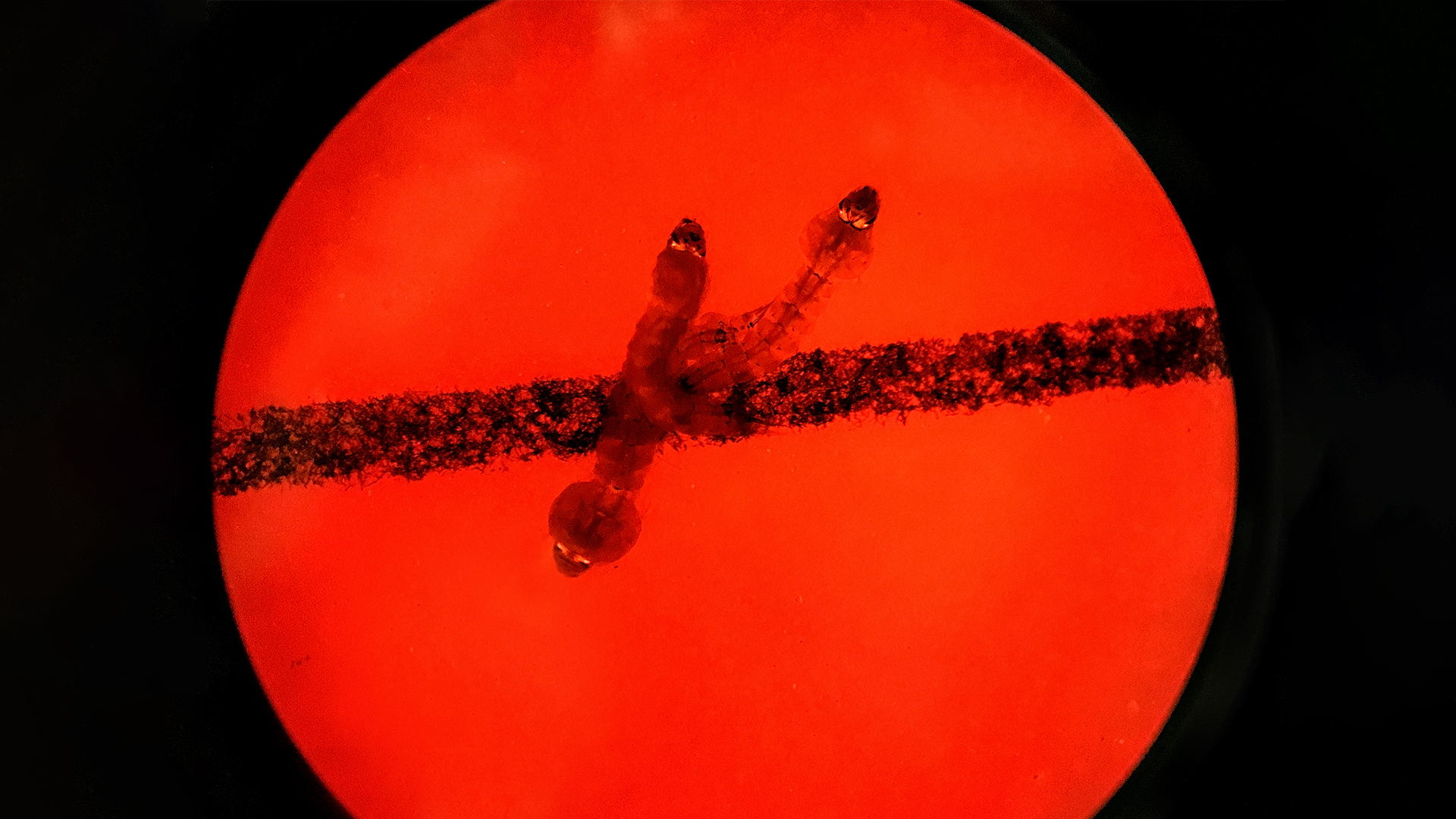 Vi sinh vật có thể