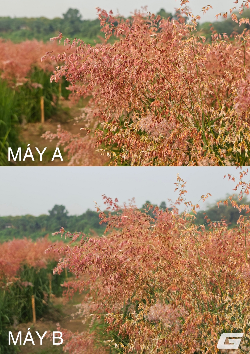 Blind test camera Galaxy S26 Ultra và Leica Leitzphone by Xiaomi: Bài thử dễ phân biệt nhất? 23 Blind test camera Galaxy S26 Ultra và Leica Leitzphone by Xiaomi: Bài thử dễ phân biệt nhất? - Ảnh 4.