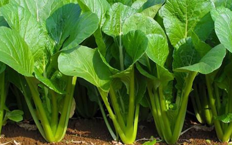 6 loại rau "ngậm" nhiều thuốc trừ s&acirc;u nhất chợ, phải lựa thật kỹ khi mua: To&agrave;n m&oacute;n quen thuộc của người Việt - Ảnh 4.