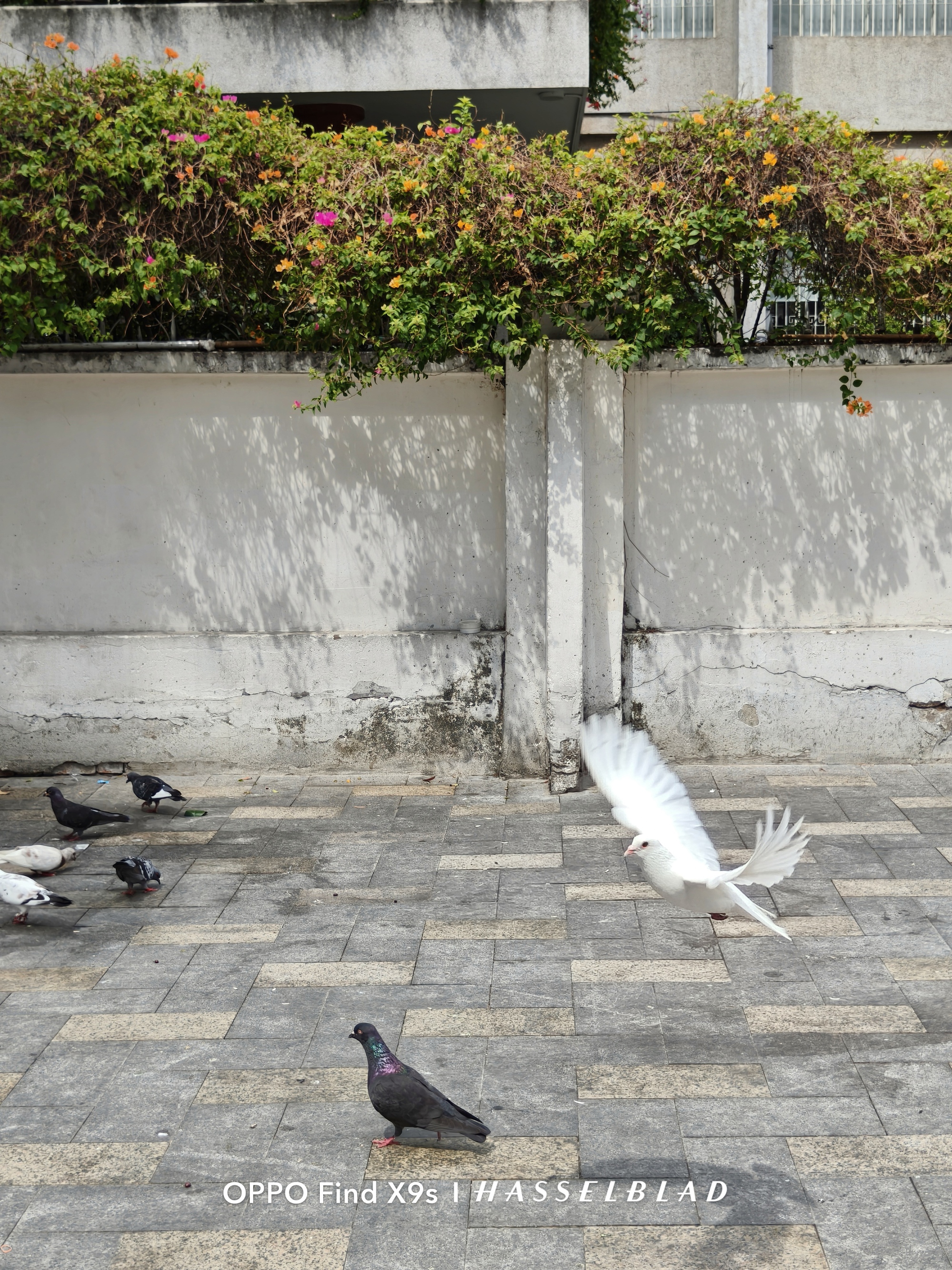 OPPO Find X9s &ldquo;đọ sức&rdquo; c&ugrave;ng iPhone 17: Khi camera mới l&agrave; thứ quyết định cuộc chơi - Ảnh 32.
