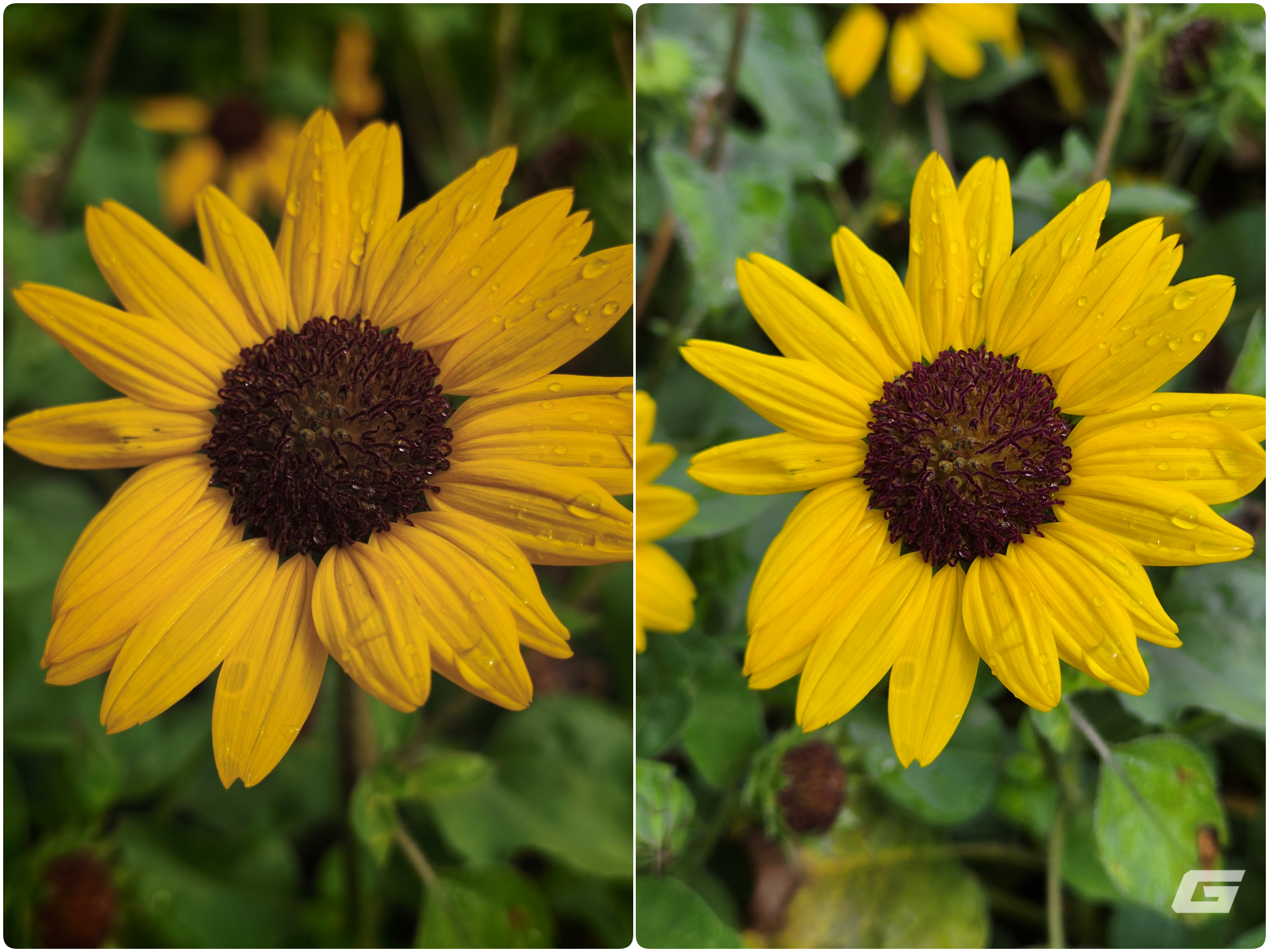 Blind test camera Xiaomi 17T Pro v&agrave; Galaxy S26 Plus: Chỉ cần nh&igrave;n m&agrave;u sắc l&agrave; đo&aacute;n được ngay? - Ảnh 5.