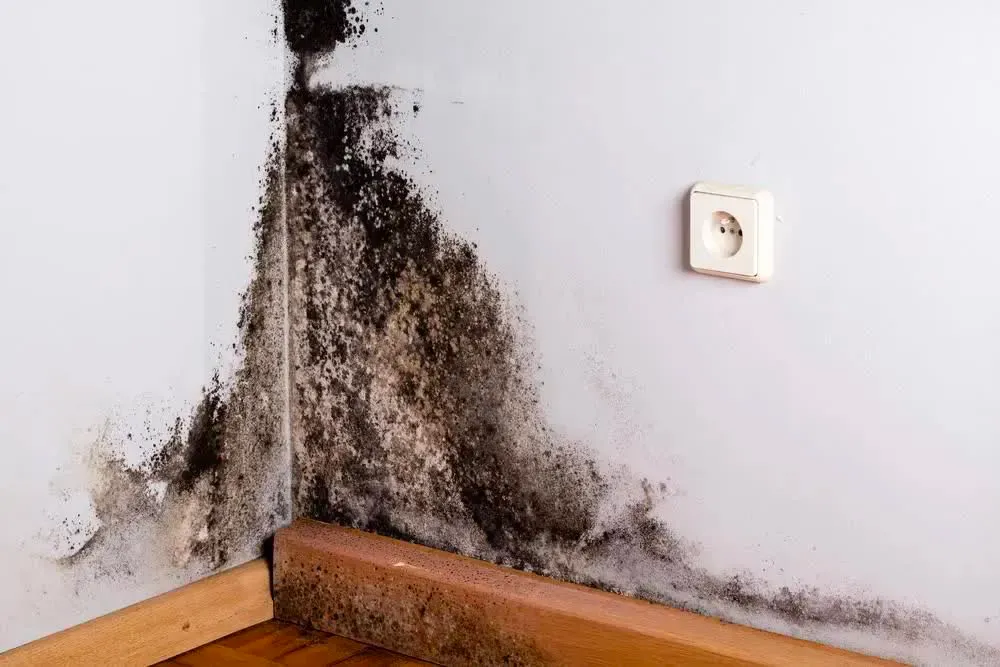 6 vị tr&iacute; "hiểm" trong nh&agrave; l&agrave; ổ nấm mốc, &acirc;m thầm g&acirc;y m&ugrave;i h&ocirc;i m&agrave; nhiều người kh&ocirc;ng để &yacute; - Ảnh 4.