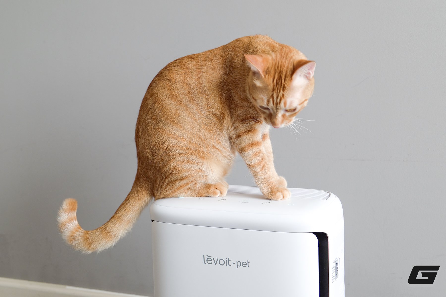 Trải nghiệm Levoit Vital Pet Pro: M&aacute;y lọc kh&ocirc;ng kh&iacute; cần c&oacute; cho hội con sen y&ecirc;u boss lắm l&ocirc;ng - Ảnh 18.