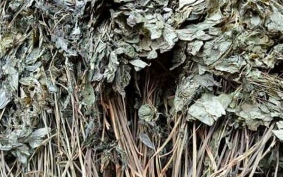 Loại l&aacute; rụng đầy vườn ở Việt Nam, "trời T&acirc;y" b&aacute;n gần nửa triệu đồng/chiếc vẫn c&oacute; người mua - Ảnh 5.