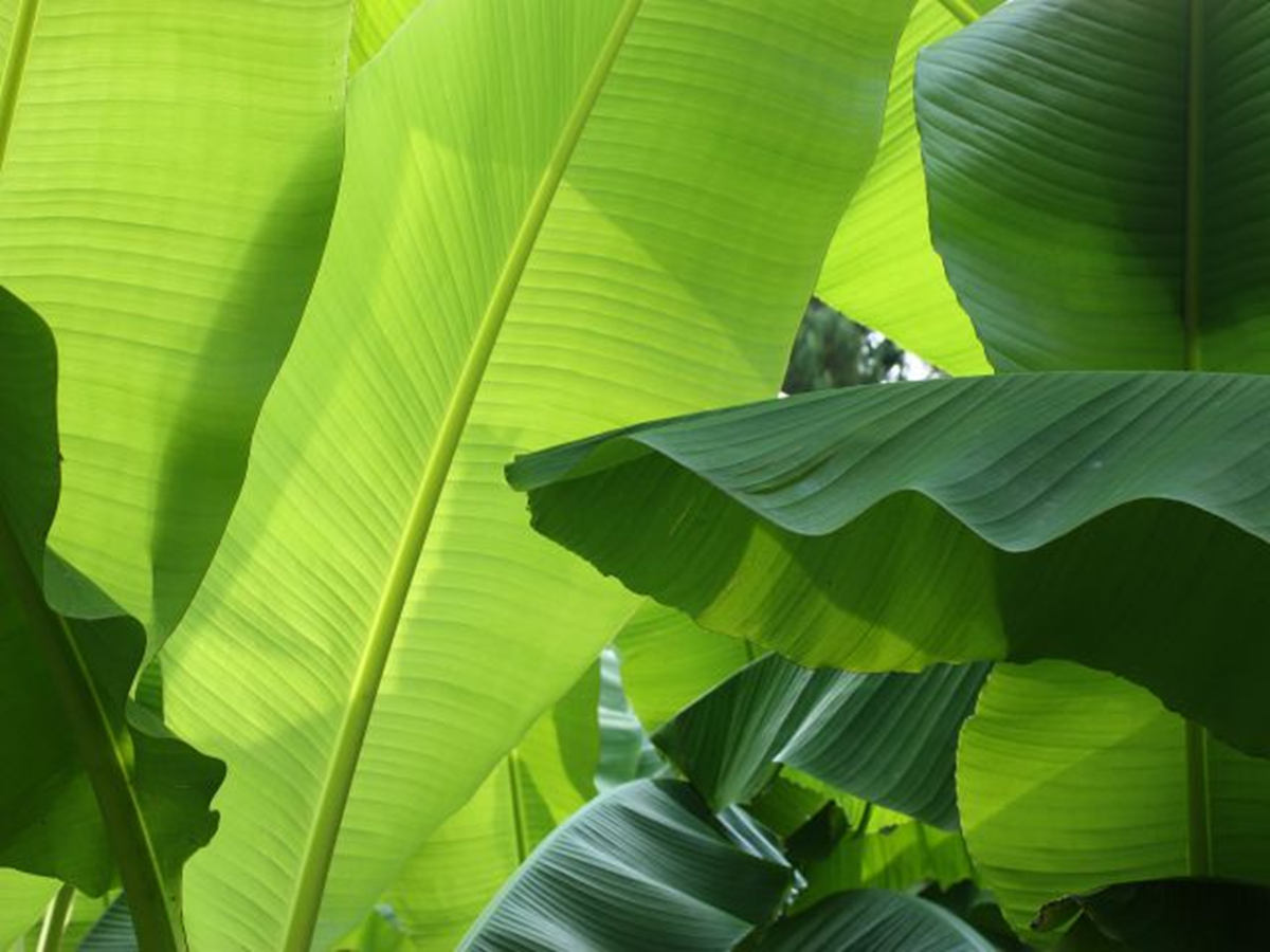 Loại lá rụng đầy vườn ở Việt Nam, "trời Tây" bán gần nửa triệu đồng/chiếc vẫn có người mua - Ảnh 1.