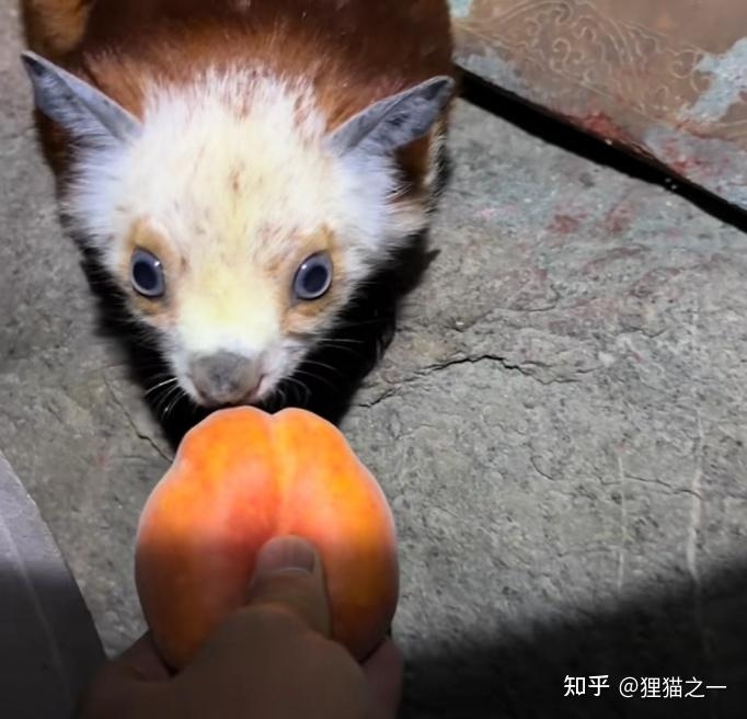 Thực hư sinh vật ăn quả b&agrave;n đ&agrave;o tr&ecirc;n n&uacute;i V&otilde; Đang khiến d&acirc;n mạng tưởng phải ngồi t&ugrave; - Ảnh 1.