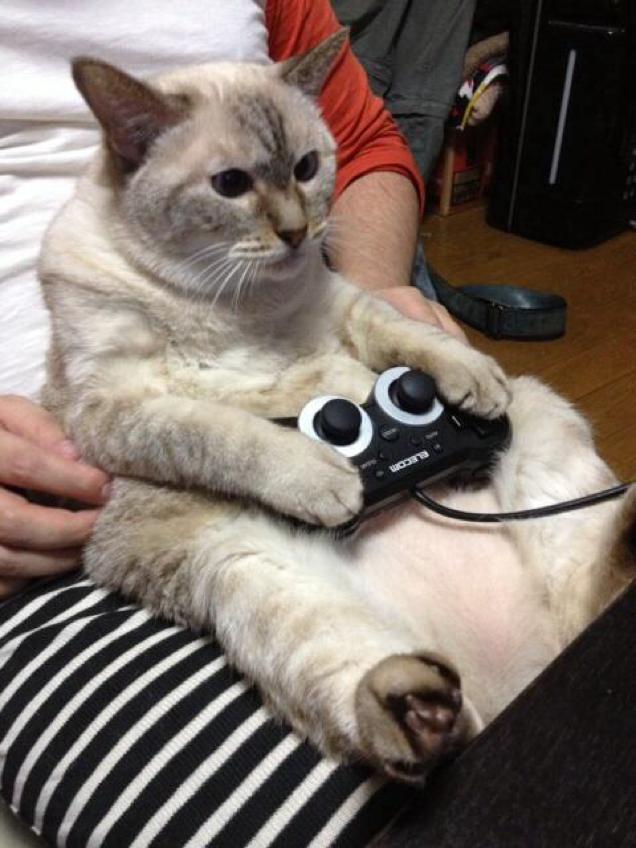 Sao lại không ghé thăm những hình ảnh mèo bên máy chơi game thú vị này? Chúng tôi sẽ cho bạn thấy những bức ảnh dễ thương hài hước nhất về các chú mèo con đang tham gia vào một trận chiến cực kỳ kịch tính.