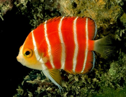 peppermint-angelfish