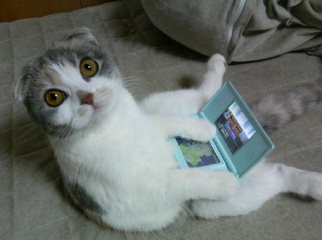 Ngộ nghĩnh với hình ảnh mèo bên máy chơi game