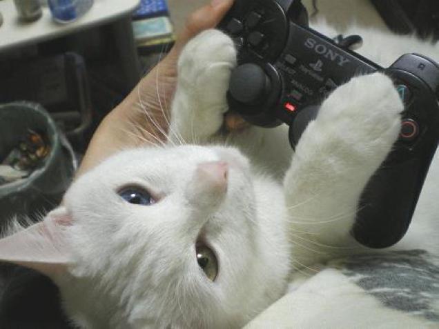 Ngộ nghĩnh với hình ảnh mèo bên máy chơi game