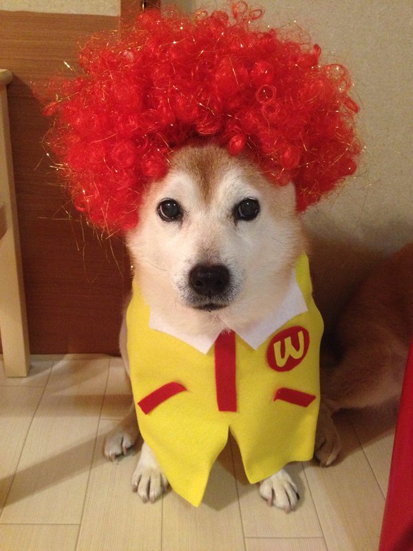 Đến chó cũng được cosplay