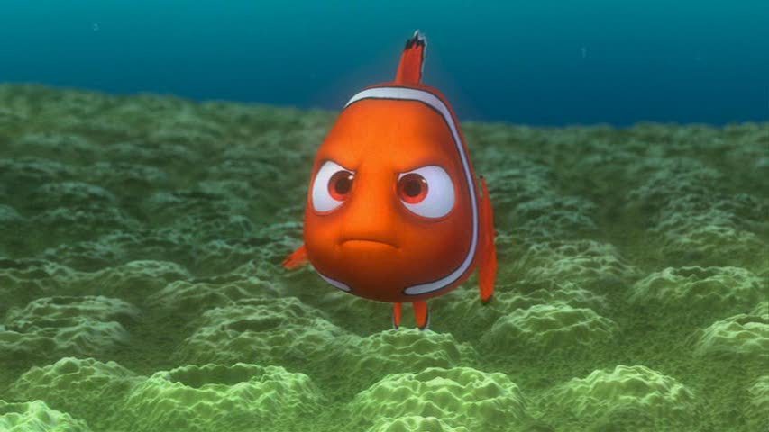 Giáo sư khuyên bạn đừng vì mê mẩn Finding Dory mà đi mua cá cảnh