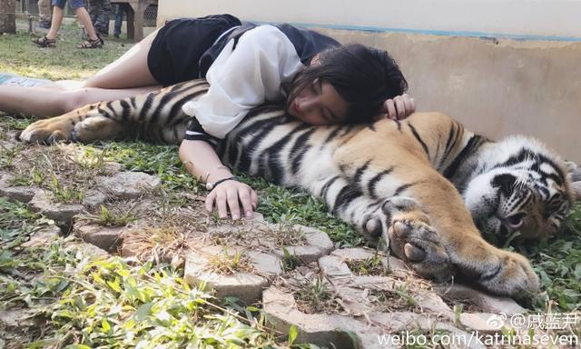 
Nữ streamer ngủ chung với hổ khiến không ít người cảm thấy sởn gai ốc
