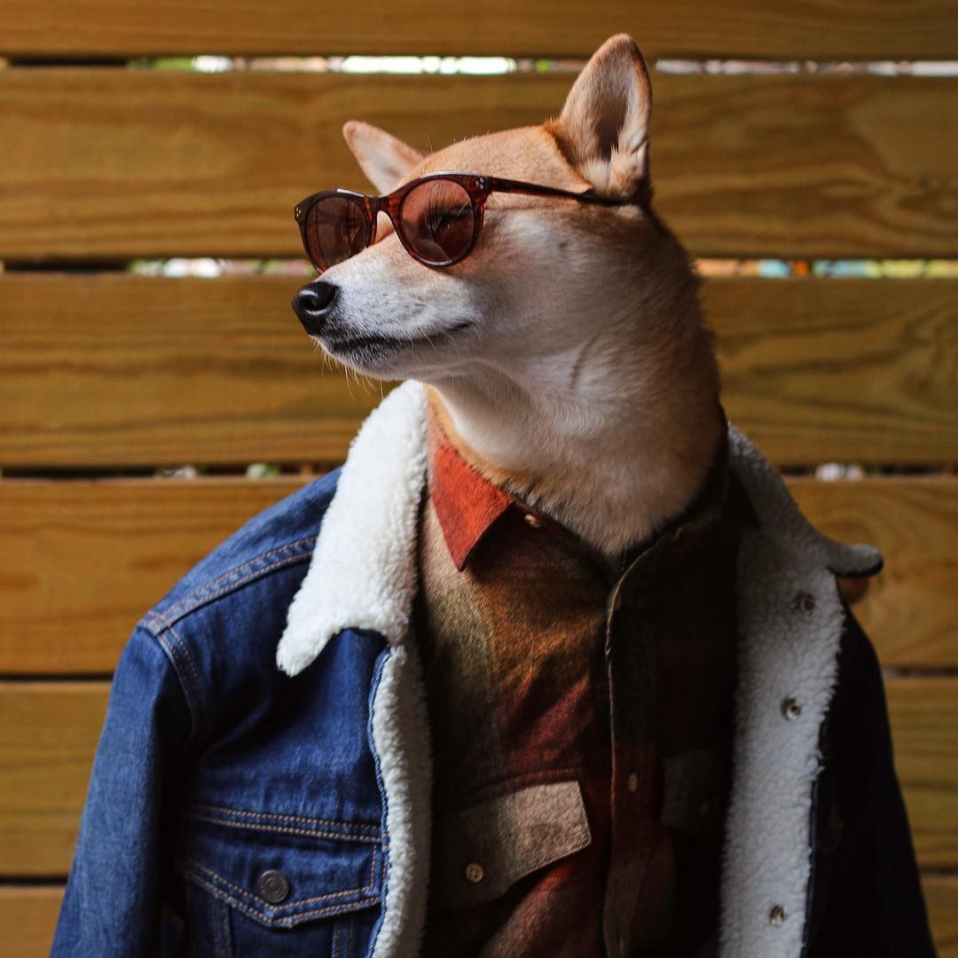 Lác mắt với những hình ảnh giống 1 Fashionista của chú chó Bodhi