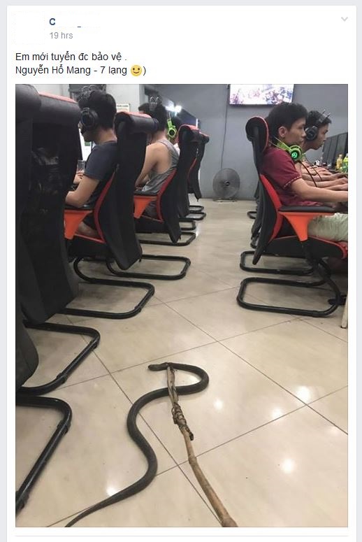 
Chú rắn được thả trong quán net khiến cho mọi người đang chơi game sợ phát khiếp, thậm chí nhảy cả lên ghế.
