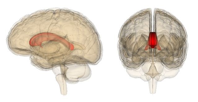 
Khi cắt bỏ thể chai (corpus callosum), hai bán cầu não sẽ mất liên lạc với nhau
