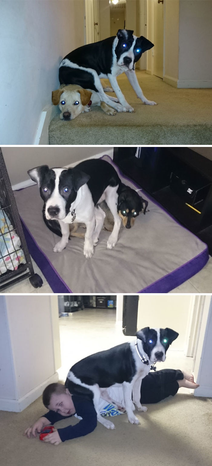 Chùm ảnh hài hước về những loài vật "kệ đời đi và vui sống"