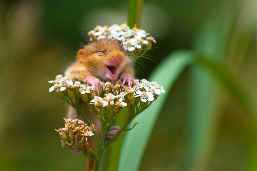 Ảnh] Những Khoảnh Khắc Hài Hước Nhất Năm Của Động Vật Hoang Dã Trong Comedy  Wildlife Photography Awards 2017