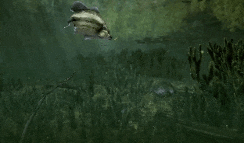 Chỉ Là Một Game Câu Cá Giải Trí, Nhưng Trailer Của Fishing Planet 