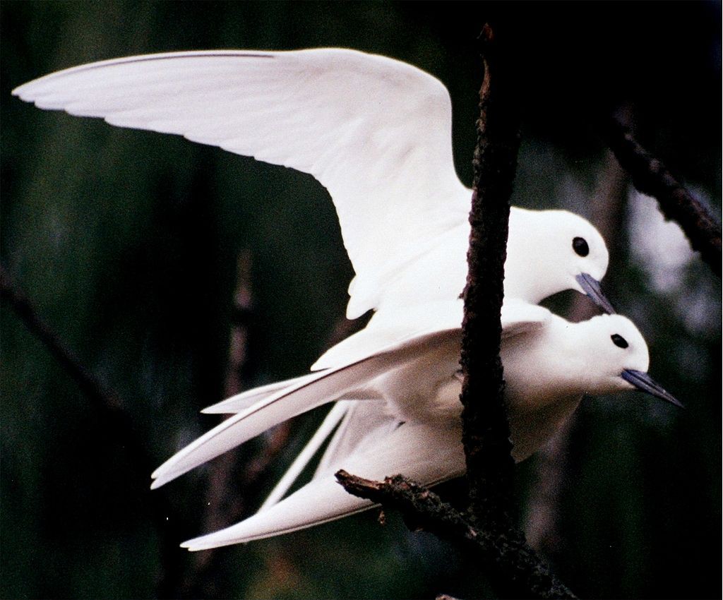 Loài Chim Lười Nhất Thế Giới: Đẻ Trứng Trên Cành Cây, Rơi Vỡ Đẻ Quả Khác