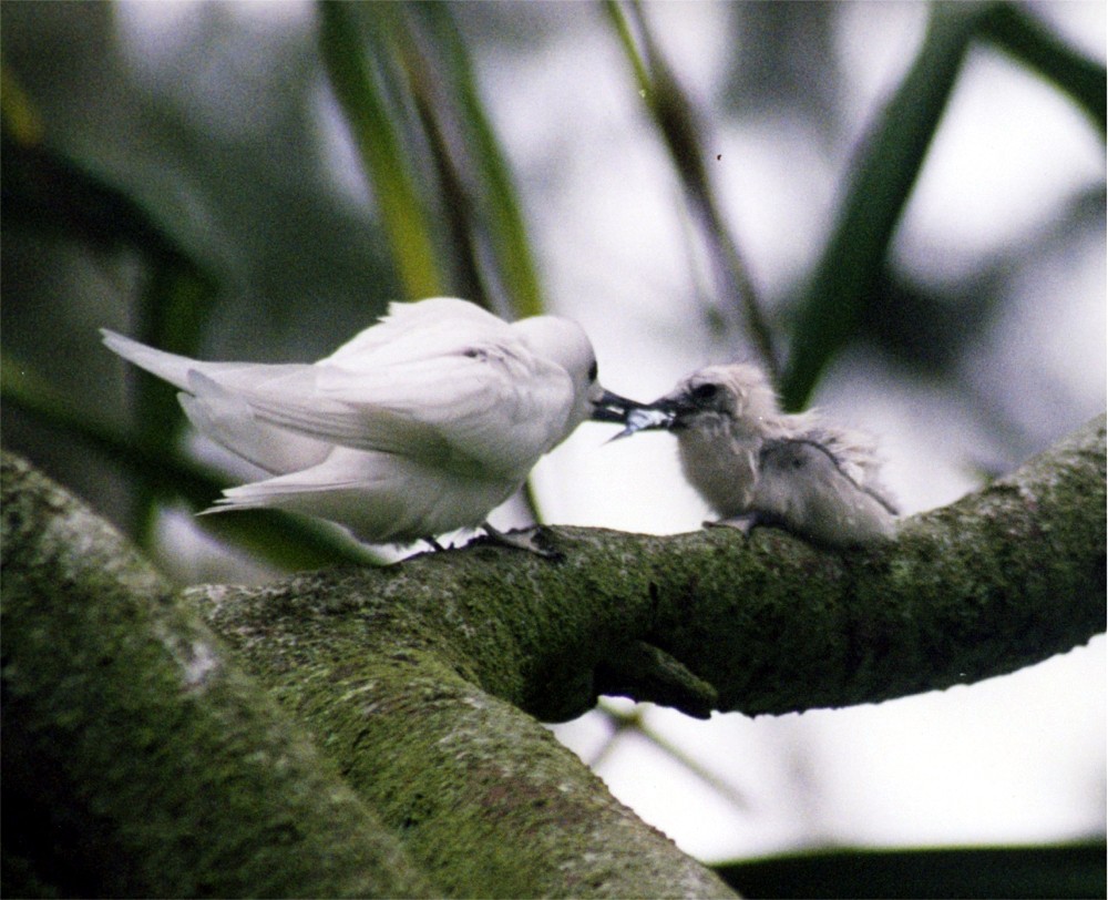 Loài Chim Lười Nhất Thế Giới: Đẻ Trứng Trên Cành Cây, Rơi Vỡ Đẻ Quả Khác