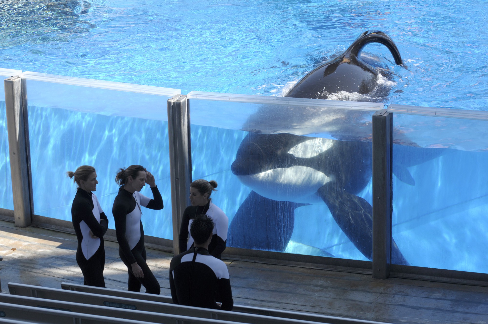 Listen to Wikie, the killer whale who can speak human language, pronounce "hola", "adiós" and count numbers.