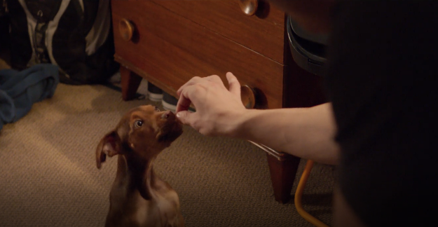 A Dogs Way Home: Câu chuyện cảm động đốn tim của nàng cún tìm đường về nhà - Ảnh 2.