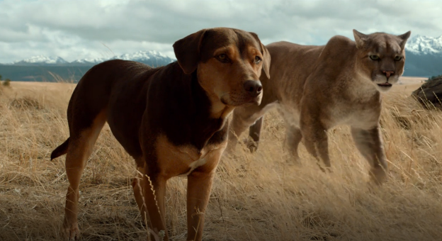 A Dogs Way Home: Câu chuyện cảm động đốn tim của nàng cún tìm đường về nhà - Ảnh 5.