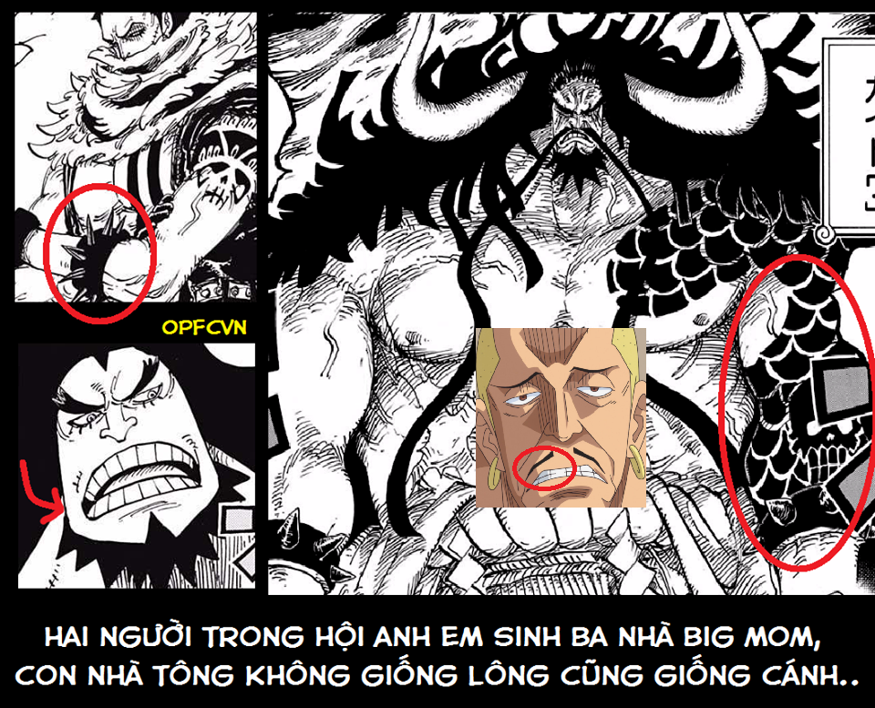 One Piece: Tứ Hoàng, 4 vị vua nắm quyền cai trị biển cả hay những con nghiện tệ nạn nhất của Tân thế giới? - Ảnh 4.