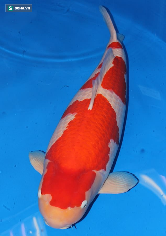 [Chỉ có tại Nhật] Cá Koi dài hơn 1 mét có giá bán kỷ lục: Chạm mức gần 42 tỷ đồng - Ảnh 2.