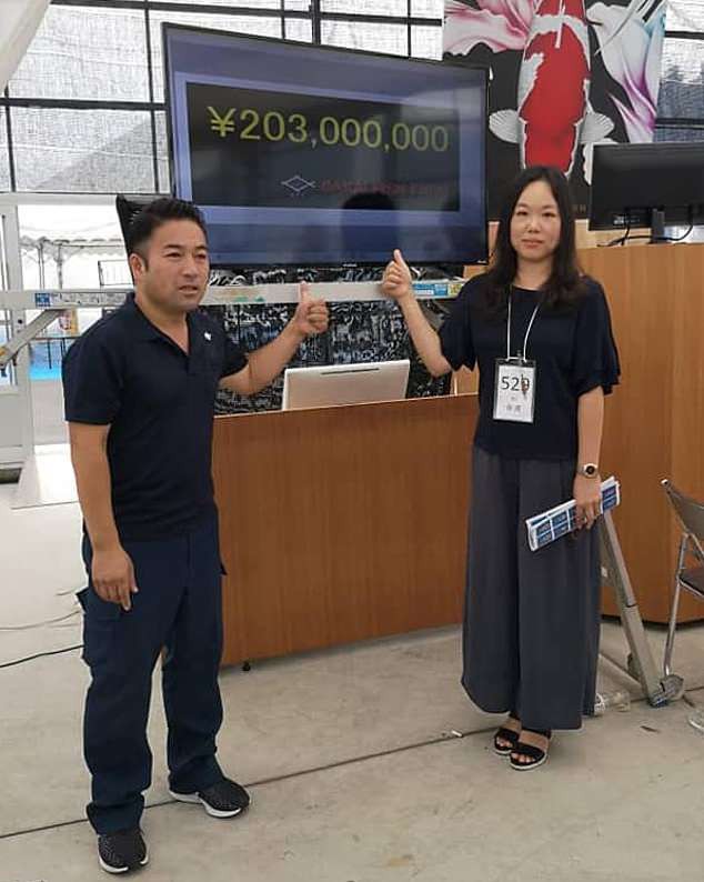 [Chỉ có tại Nhật] Cá Koi dài hơn 1 mét có giá bán kỷ lục: Chạm mức gần 42 tỷ đồng - Ảnh 4.