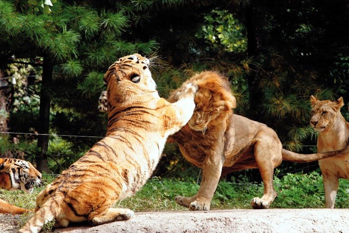 Hỏi cực khó: Hổ và sư tử đánh nhau, con nào sẽ thắng? - Ảnh 3.