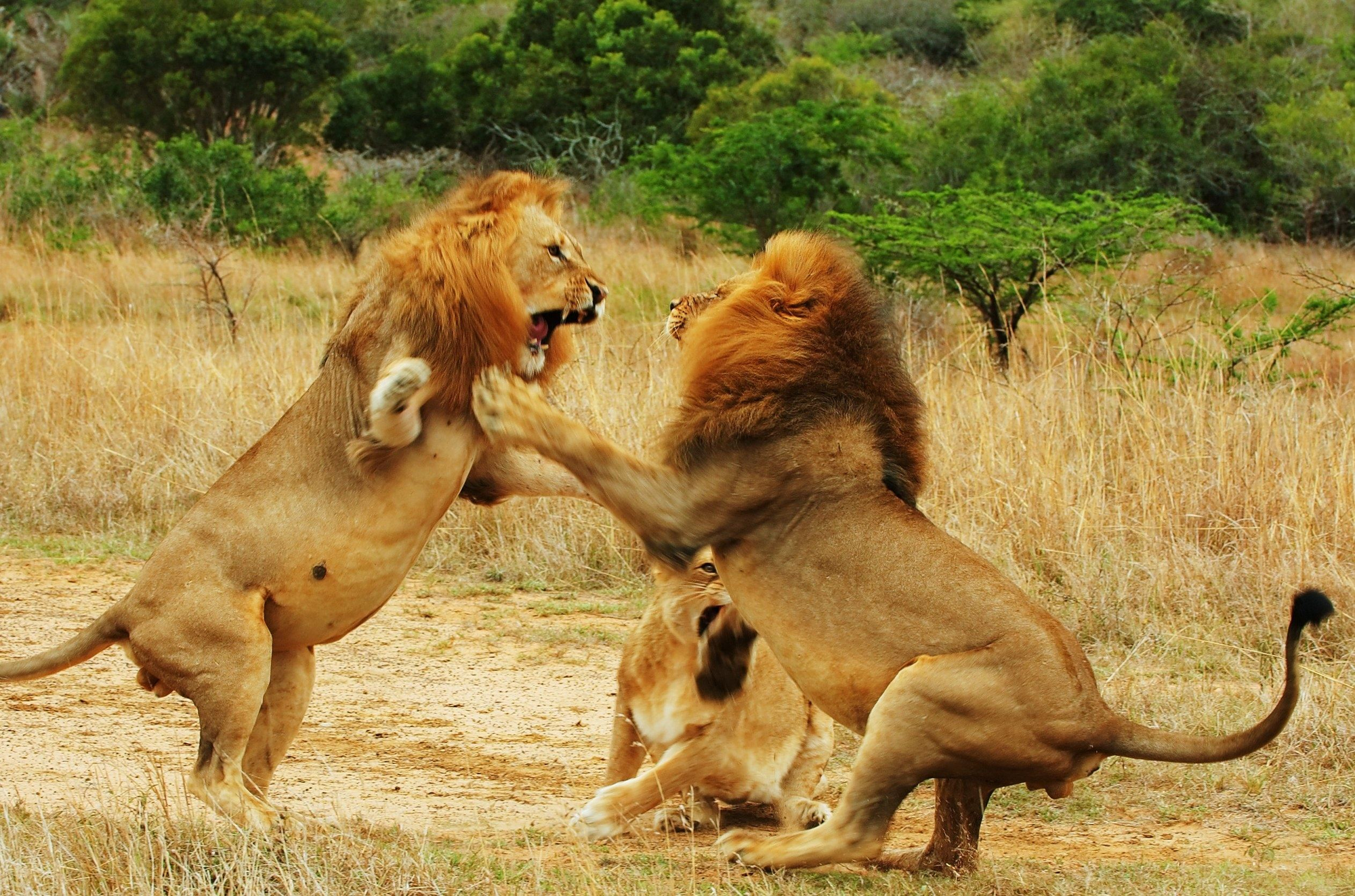 Hỏi cực khó: Hổ và sư tử đánh nhau, con nào sẽ thắng? - Ảnh 2.