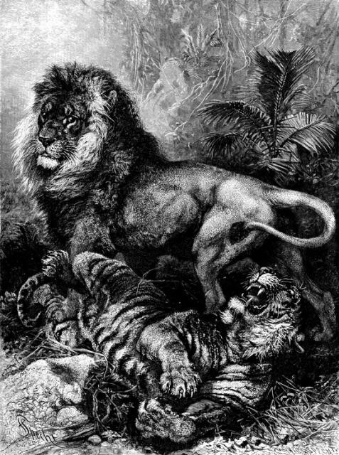 Hỏi cực khó: Hổ và sư tử đánh nhau, con nào sẽ thắng? - Ảnh 12.
