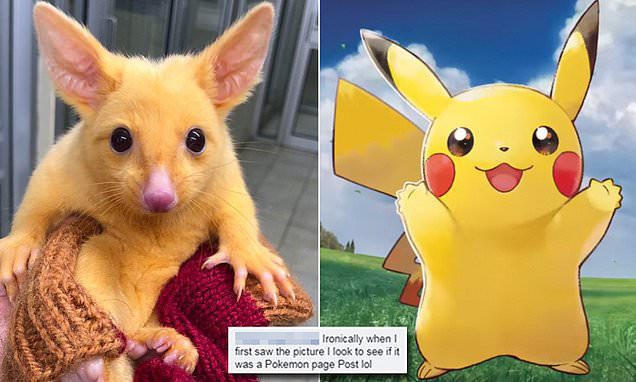 Bất ngờ tìm thấy loài Pikachu ngoài đời thực hiện đang sống tại nước Úc - Ảnh 2.