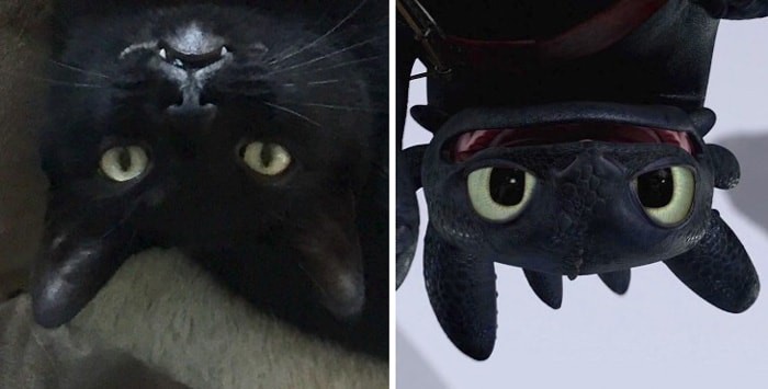 Hắc Miêu: Bạn có yêu thích những chú mèo đen bí ẩn và cuốn hút? Hắc Miêu chính là lựa chọn hoàn hảo cho bạn. Hình ảnh về Hắc Miêu sẽ làm bạn say đắm với vẻ đẹp quyến rũ và đầy ma mị của chúng.