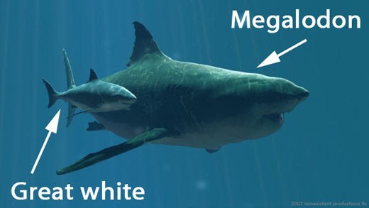 
Kích thước một con Megalodon so với một con cá mập trắng.
