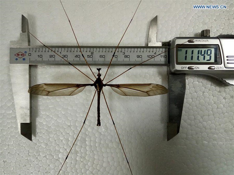 Trung Quốc: Tìm thấy con muỗi lớn nhất thế giới, sải cánh lên tới 11,15cm