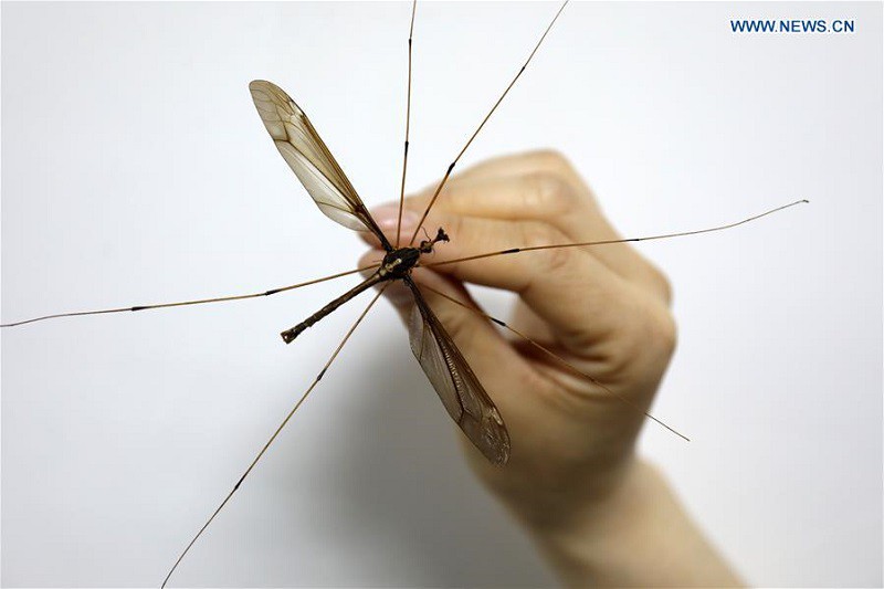 Trung Quốc: Tìm thấy con muỗi lớn nhất thế giới, sải cánh lên tới 11,15cm