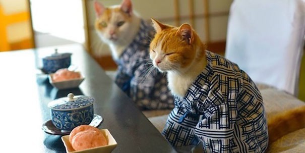 Bỏ cả nghìn đô để tìm mèo đi lạc và câu chuyện về nghề nghiệp đặc biệt chỉ có ở Nhật Bản - Ảnh 6.
