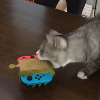 
Thanh niên mèo này lại vô cùng hung hãn, cắn hết mọi thứ được lắp ra từ Nintendo Labo.
